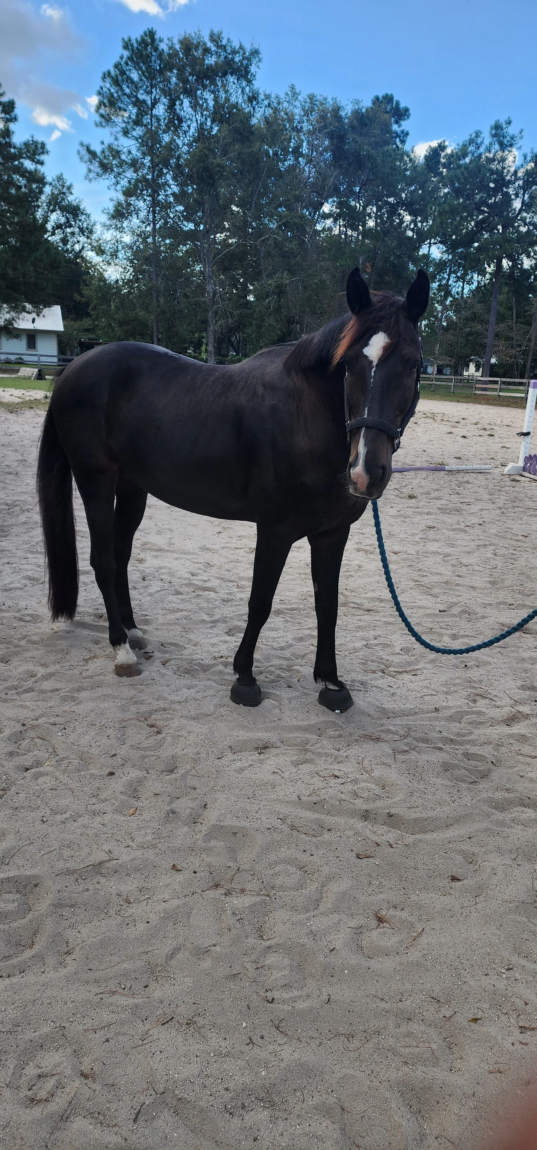 Adorable Dutch Warmblood - Image 2