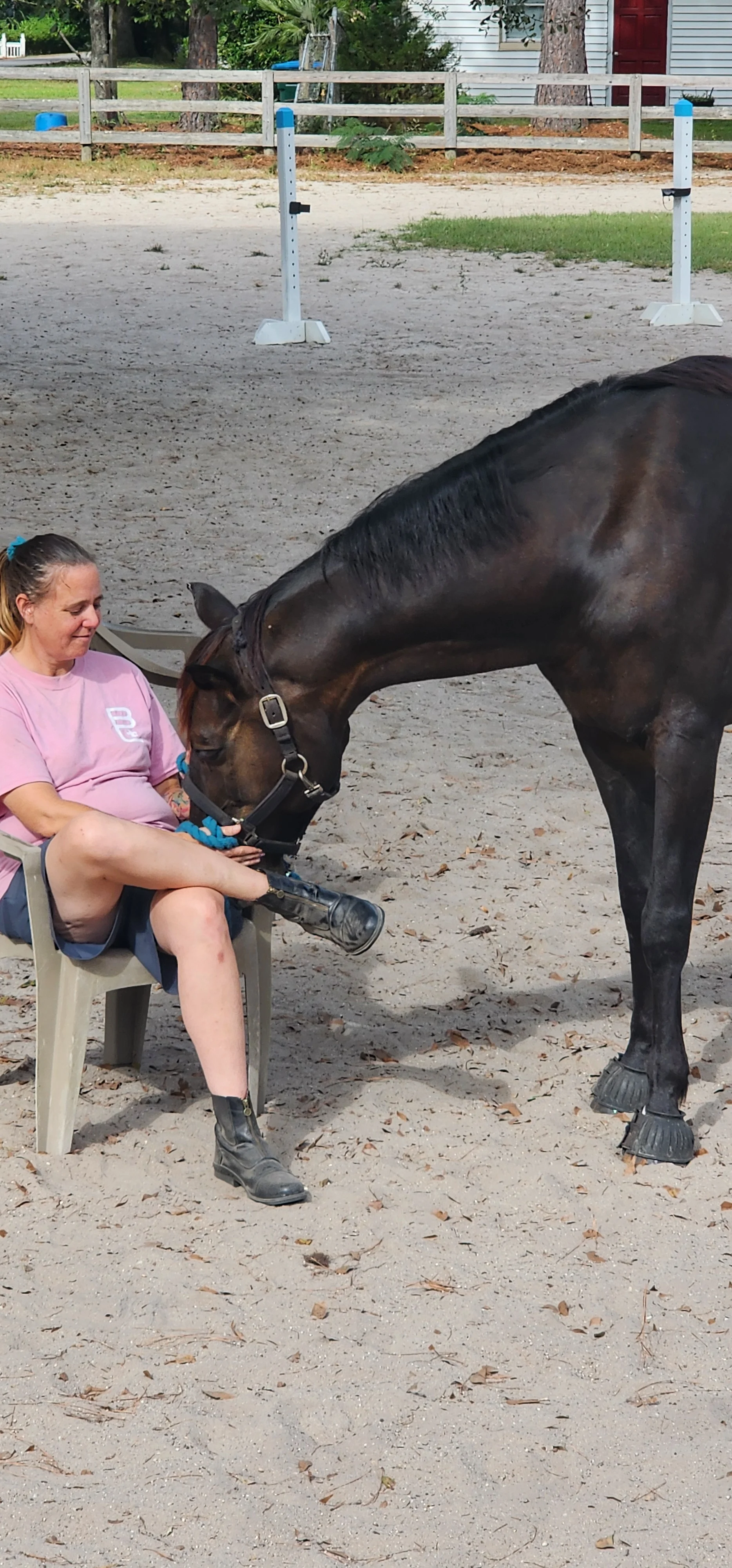 Adorable Dutch Warmblood - Image 3
