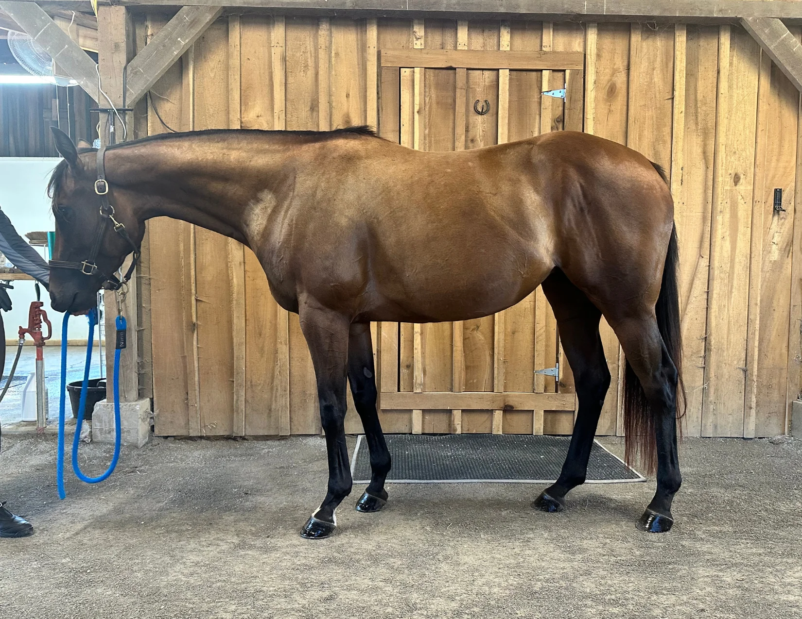 4 year old OTTB with an AMAZING brain! - Image 2