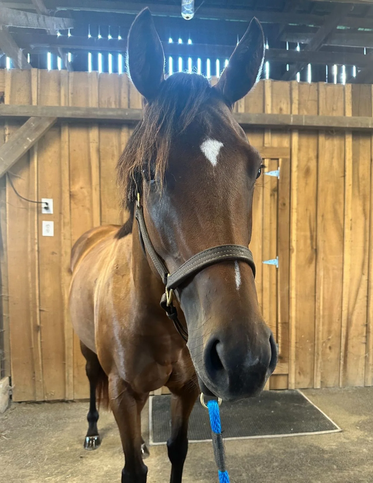 4 year old OTTB with an AMAZING brain! - Image 3